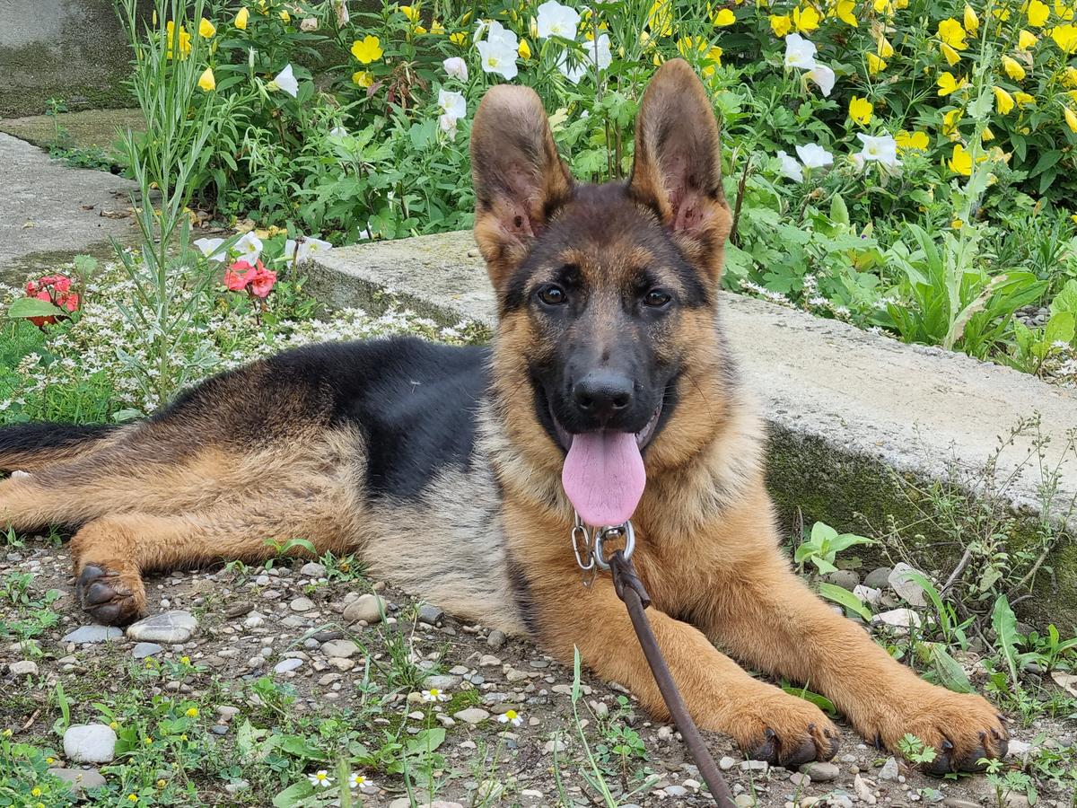 Dea Fortuna Haus | German Shepherd Dog 