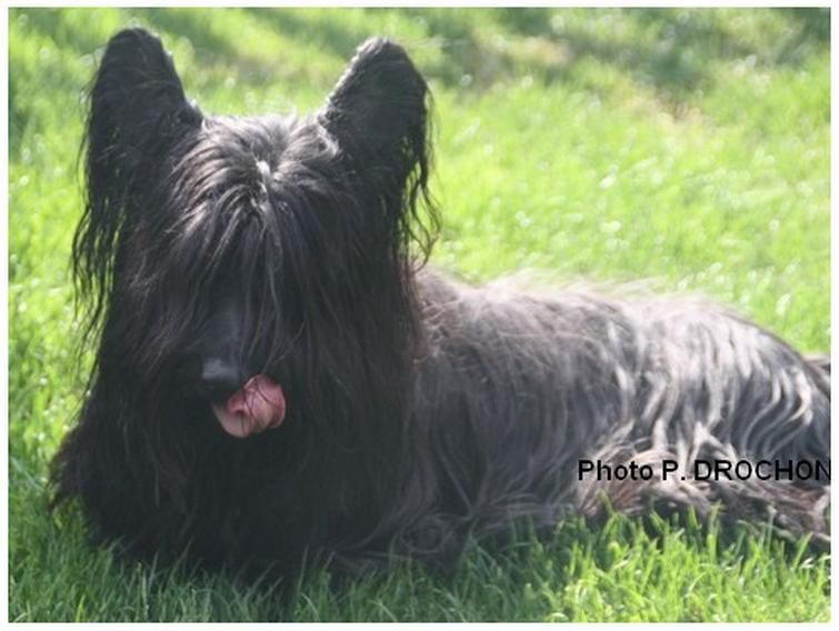 Another Time For Lily des Vallees Engissoises | Skye Terrier 