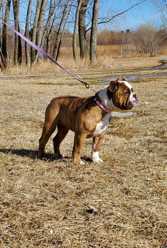 RDD Dirty Gerty of Herber's | Olde English Bulldogge 