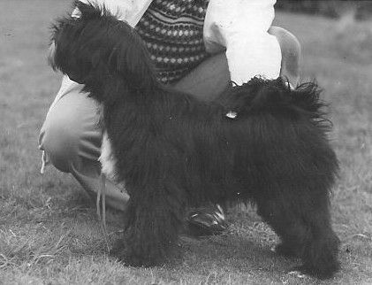 TANGPO ERIDANUS OF TINTAVON | Tibetan Terrier 