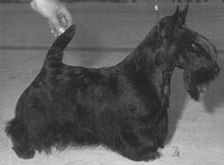 Floreo Mistletoe | Scottish Terrier 