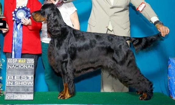 Triaccan Gordon Benjamin | Gordon Setter 