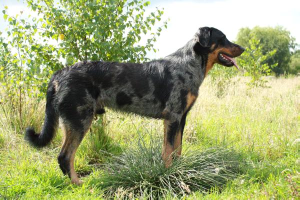 GUROC BLUE L'ETOILE DE LA NUIT | Beauceron 