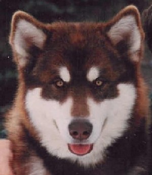 Waterstone Copper Dunvegan | Alaskan Malamute 