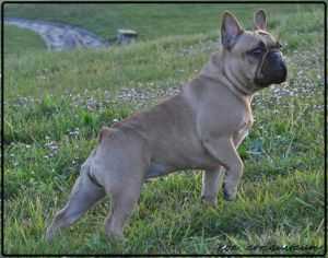 SAUVAGE Y'ADORE | French Bulldog 