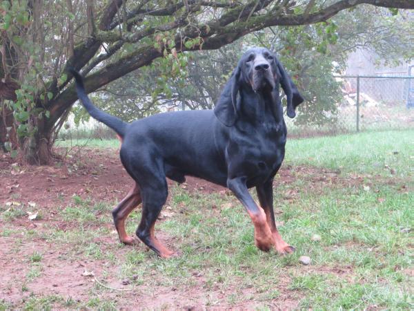 Southchase's Eli | Black and Tan Coonhound 