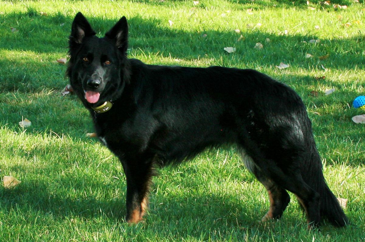 Bala De Zepeda-Bran | German Shepherd Dog 