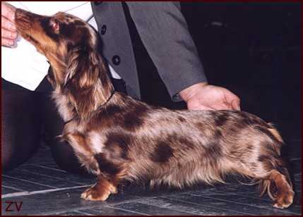 Rum, Coffee and Cream Catonium | Dachshund 