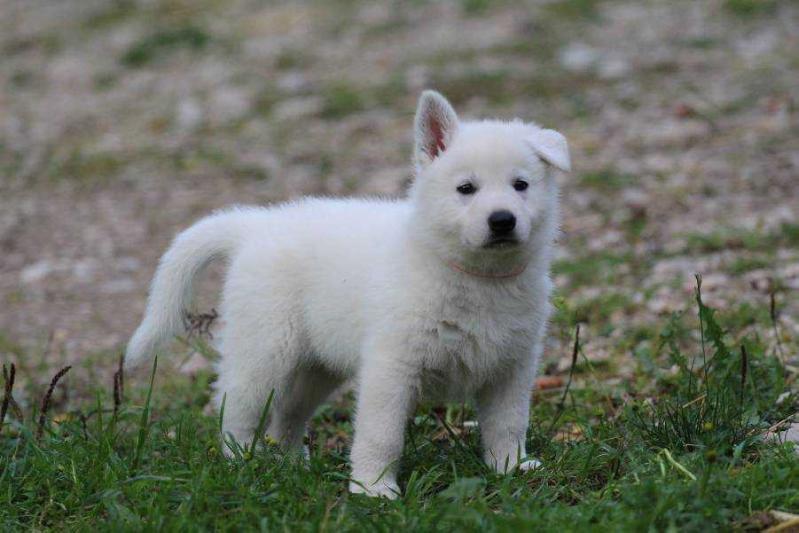 Born to Win Warrior Lionfire | White Swiss Shepherd Dog 