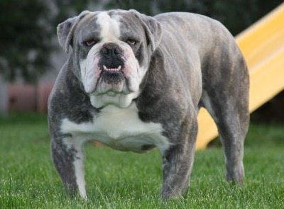 Joyful Acres' Mighty Blue | Olde English Bulldogge 