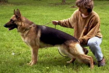 Eliza v Bullinger | German Shepherd Dog 