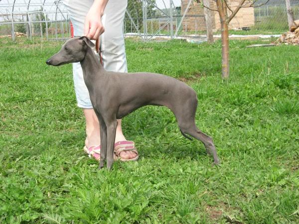 Zhemchuzhina Dona Victoria | Italian Greyhound 