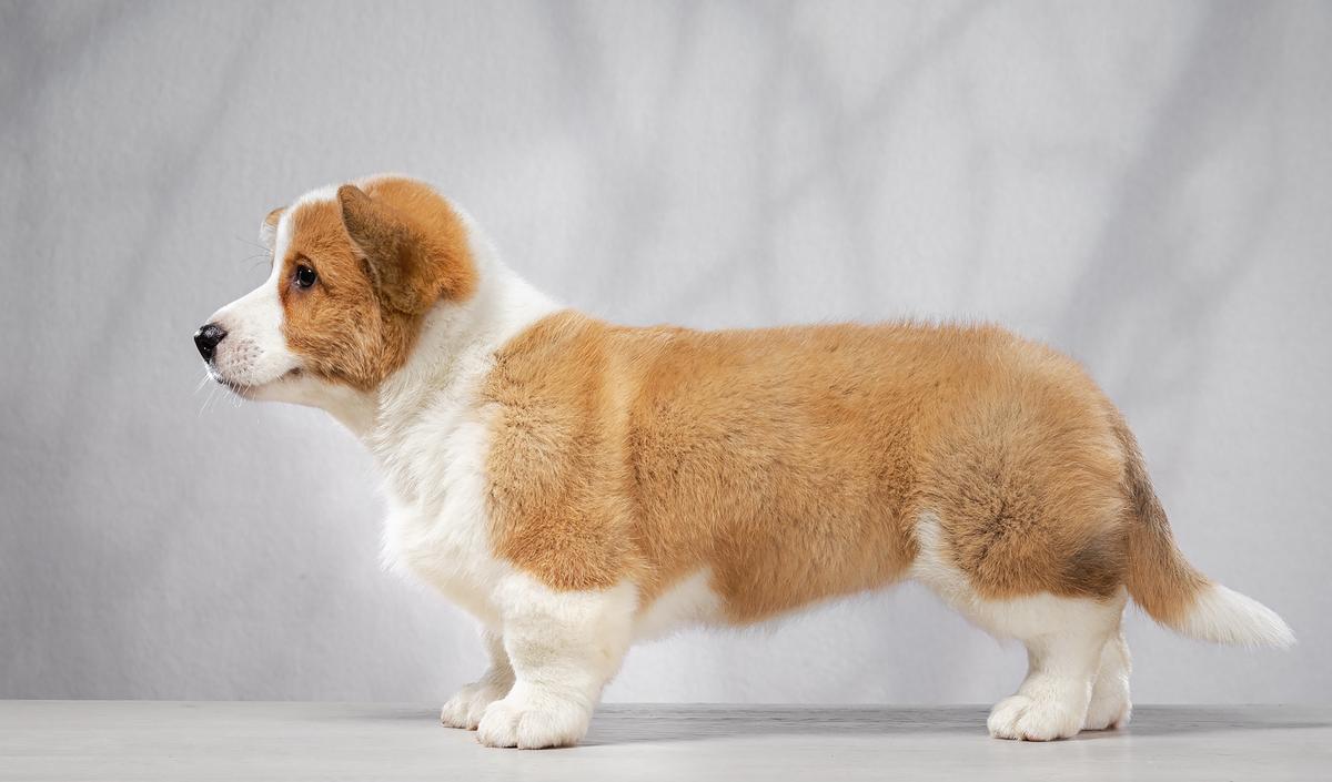 Solifert Cassiopeia | Cardigan Welsh Corgi 