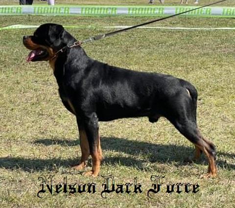 Nelson Dark Force | Rottweiler 