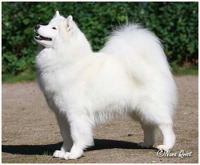 Cabaka's Miss Olympia Of Playhard | Samoyed 