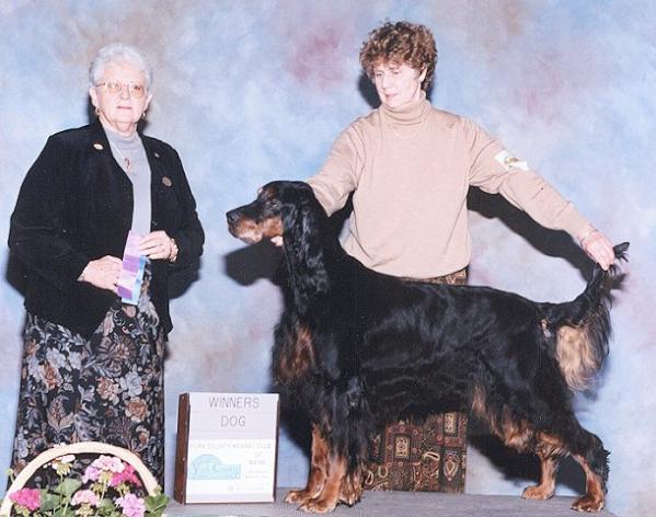 Tri-Sett Whiskey Runner | Gordon Setter 