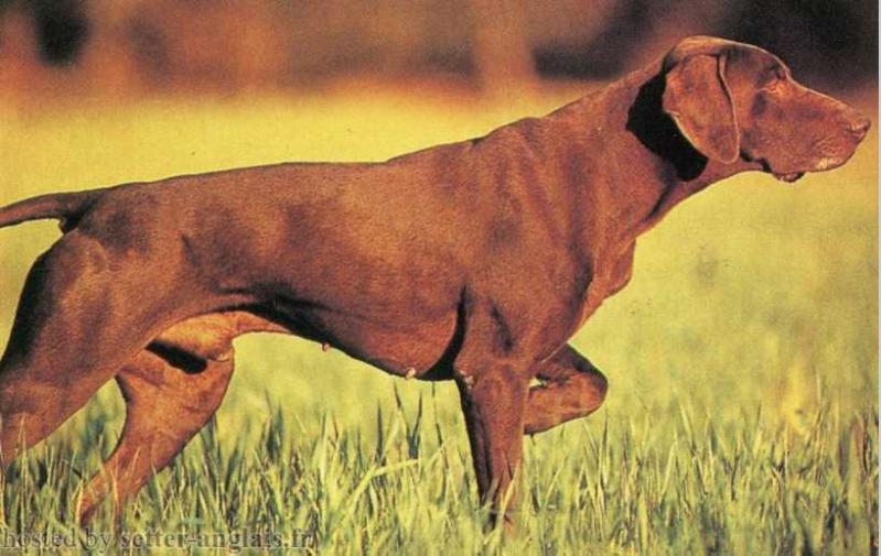 Boris des Bois Sauvages | German Shorthaired Pointer 