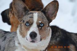 INGERMANLANDIJA FILADELFIYA SELESTIAL | Cardigan Welsh Corgi 