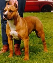 Larum's Fearless Falcon | American Pit Bull Terrier 