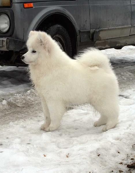 IZDOMASU Hayana | Samoyed 