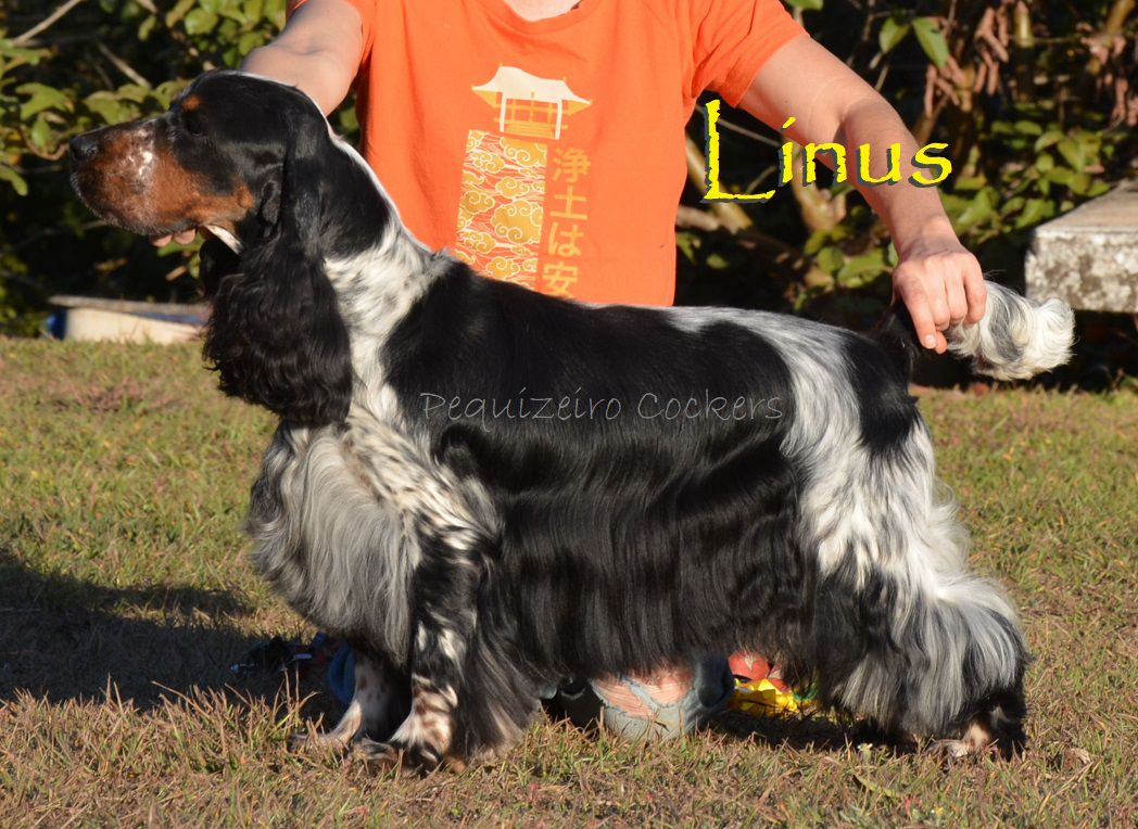 Pequizeiro Pteropus | English Cocker Spaniel 