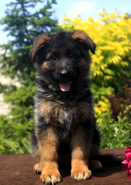Electra Arom Berg | German Shepherd Dog 