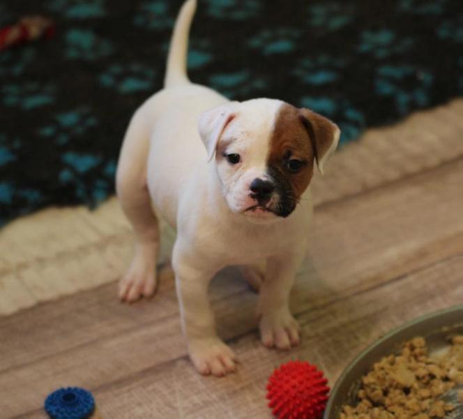 Morozny Dom Nevada | American Bulldog 