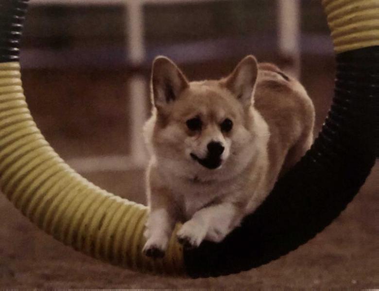 Kantishna Wyoming Jade Necklace | Pembroke Welsh Corgi 