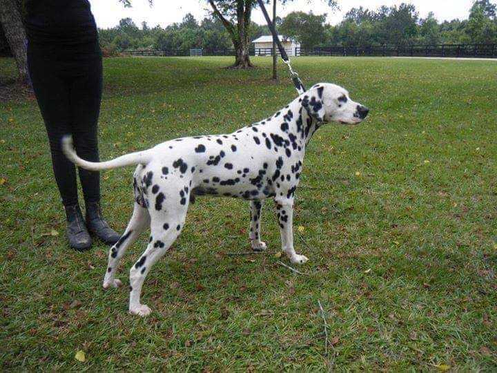 Spotted Angels A Great Charmer | Dalmatian 