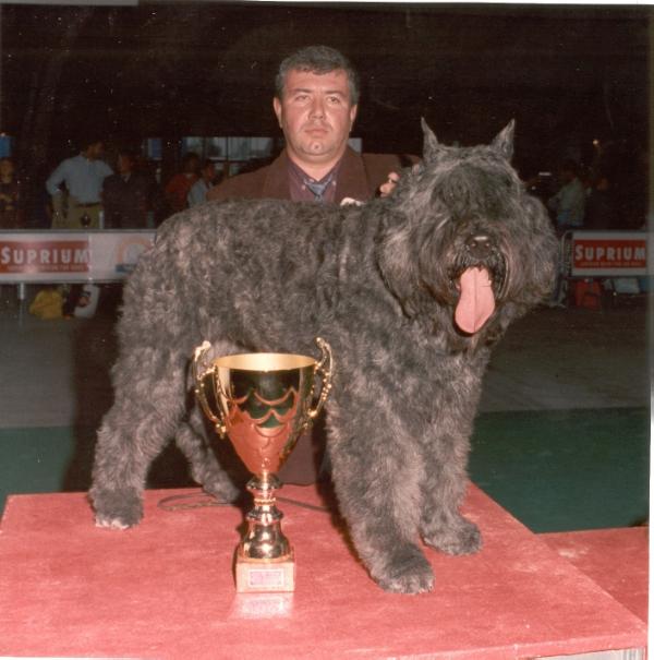 Ironfire | Bouvier des Flandres 