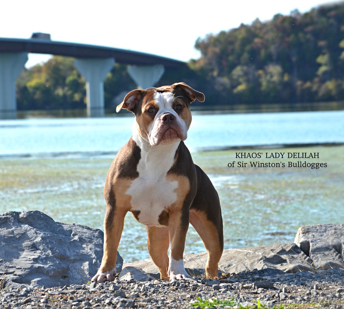 Khaos' Lady Delilah of Sir Winston's Bulldogges | Olde English Bulldogge 