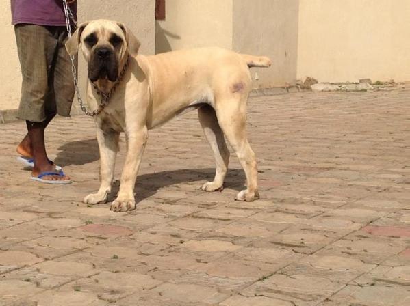 Crihata Michelle | African Boerboel 