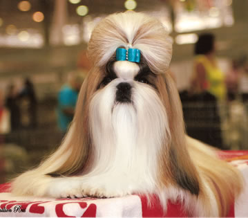 Par D'ellas Casinova | Shih Tzu 