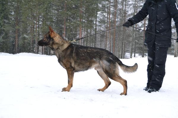 Aissan Goljat | German Shepherd Dog 