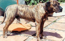 Mahan de Irema Curto | Perro de Presa Canario 