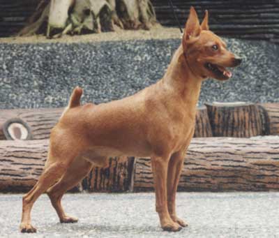 toyhaus fantastic red baron | Miniature Pinscher 