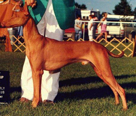 Shema'S Ghazzi Khan | Pharaoh Hound 