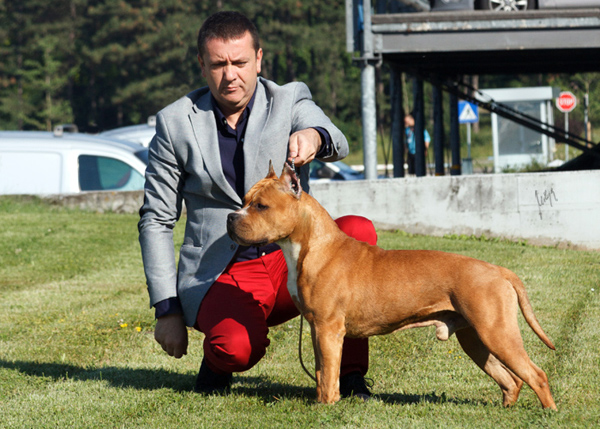 Franstal'S zlatibor dacha'S master | American Staffordshire Terrier 