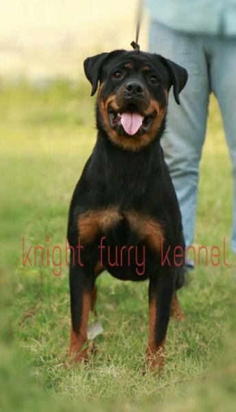 Knight furry's Eva of parmar | Rottweiler 