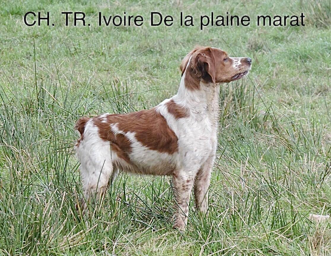 IVOIRE de la Plaine Marat | Brittany 