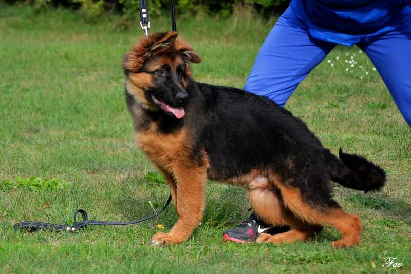 Champion Solo Favoritas | German Shepherd Dog 