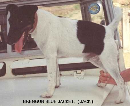 Brengun Blue Jacket | Smooth Fox Terrier 
