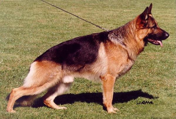 Vando vom Moorbeck | German Shepherd Dog 