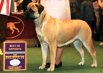 Highpoint's Taylor Made | Bullmastiff 