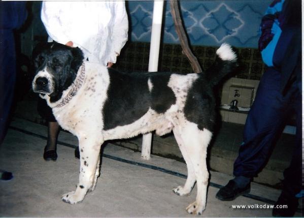 Tohmet | Central Asian Shepherd Dog 