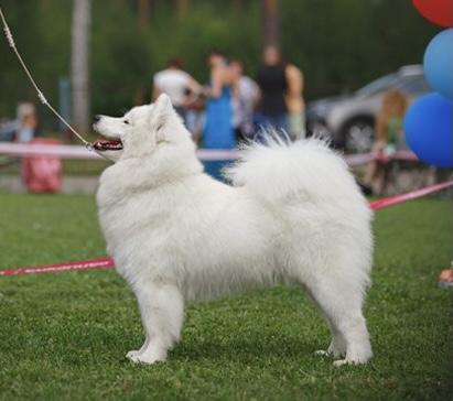 Vilda | Samoyed 