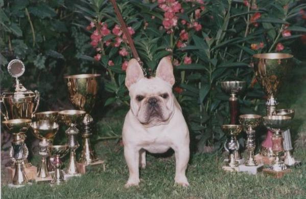 Smokey Valley's Hoop Shot | French Bulldog 