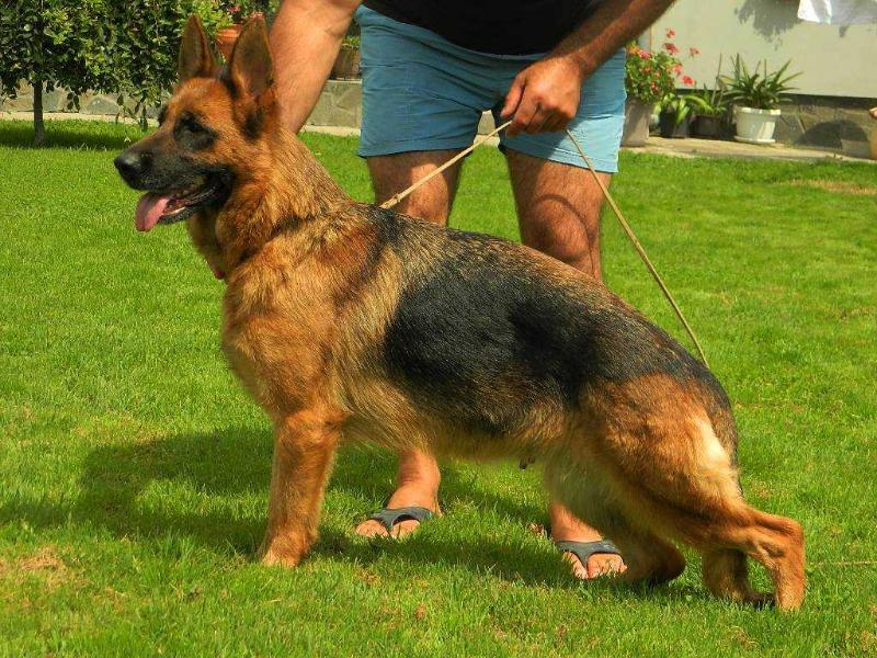 Gotty vom Haus Milesevac | German Shepherd Dog 