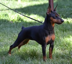 A True Story Of Transylvanian Legend | Miniature Pinscher 