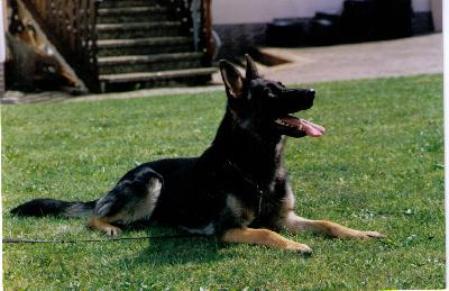 Wally aus dem Weinsbergtal | German Shepherd Dog 